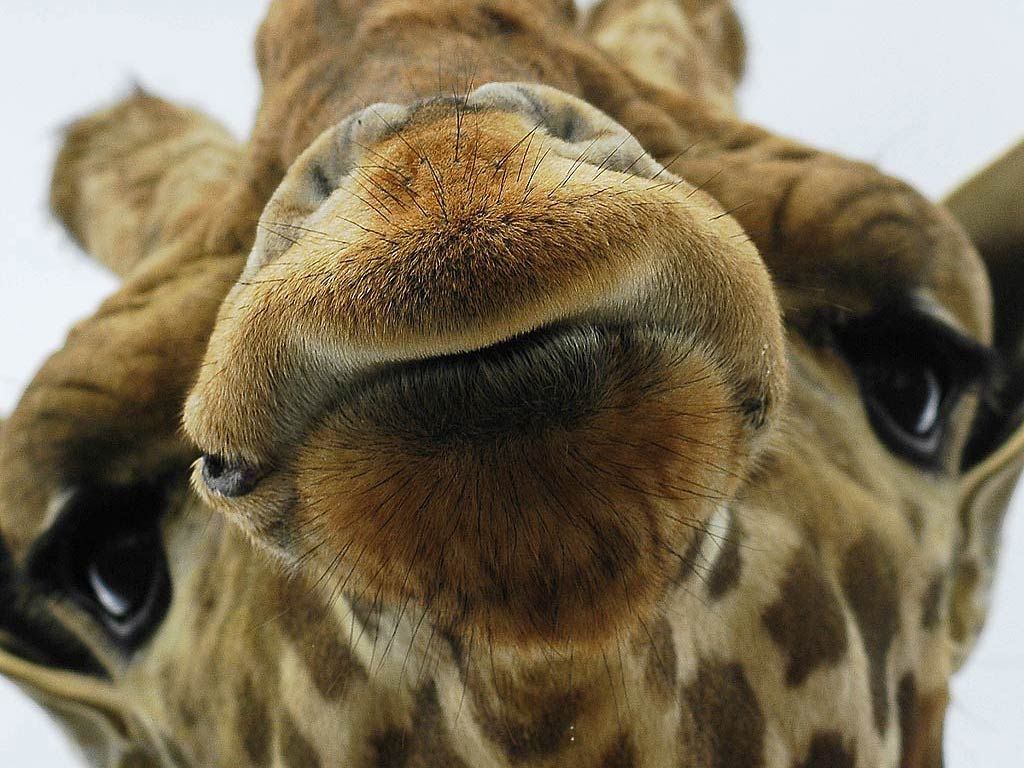 Pin op Giraffees