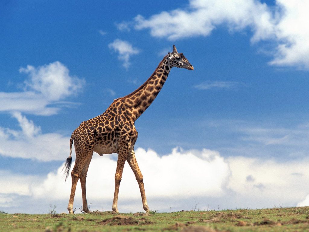 Giraffe. Tiere wild, Afrikanische tiere, Tierbilder