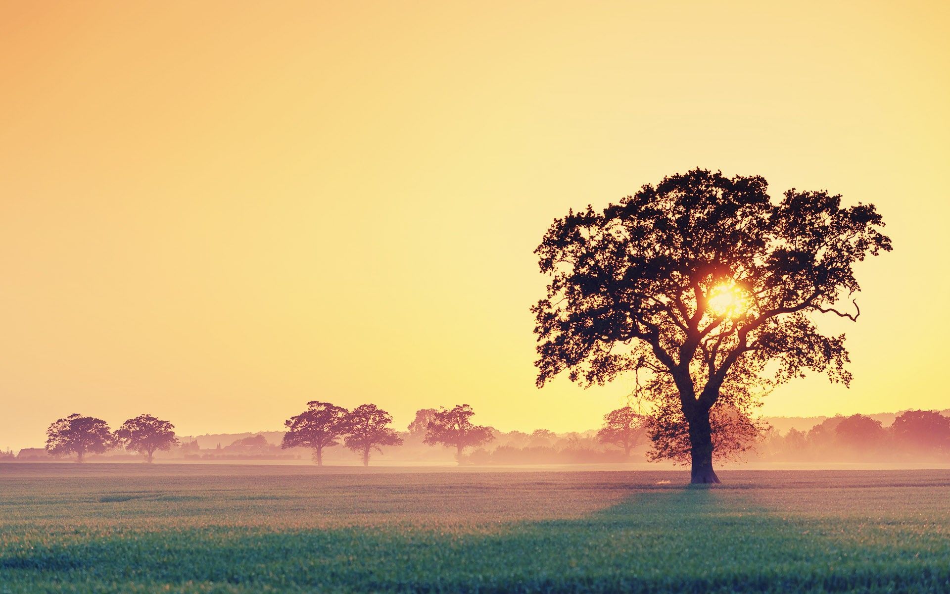 Sun fields landscapes sunrise wallpaper / Wallbase.cc