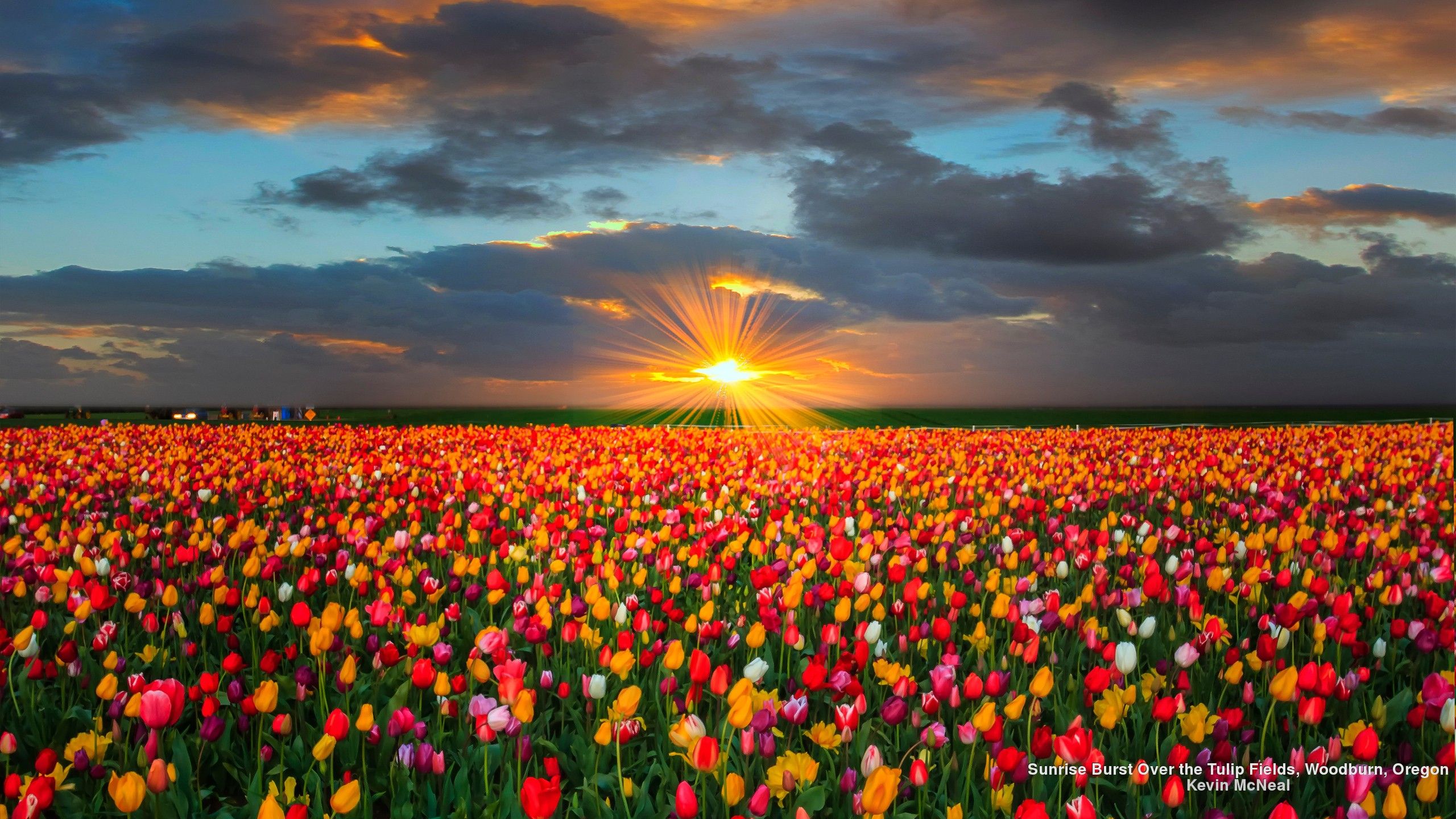 Tulip Field Sunset HD Wallpaper