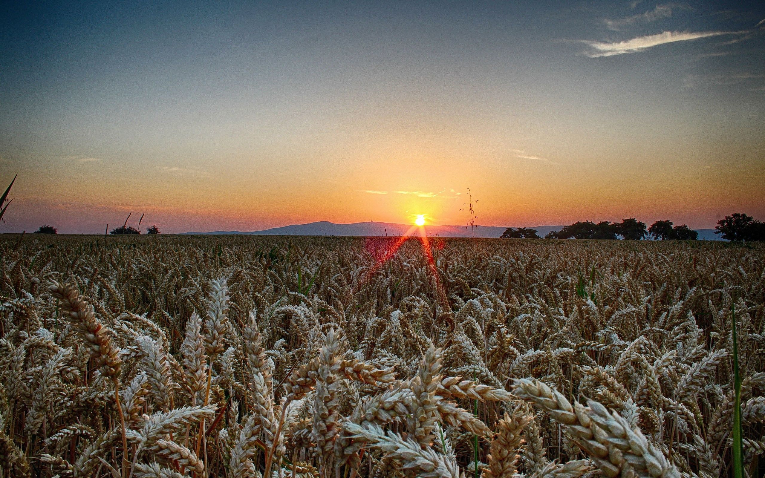Sunset field ears landscape wheat wallpaperx1600