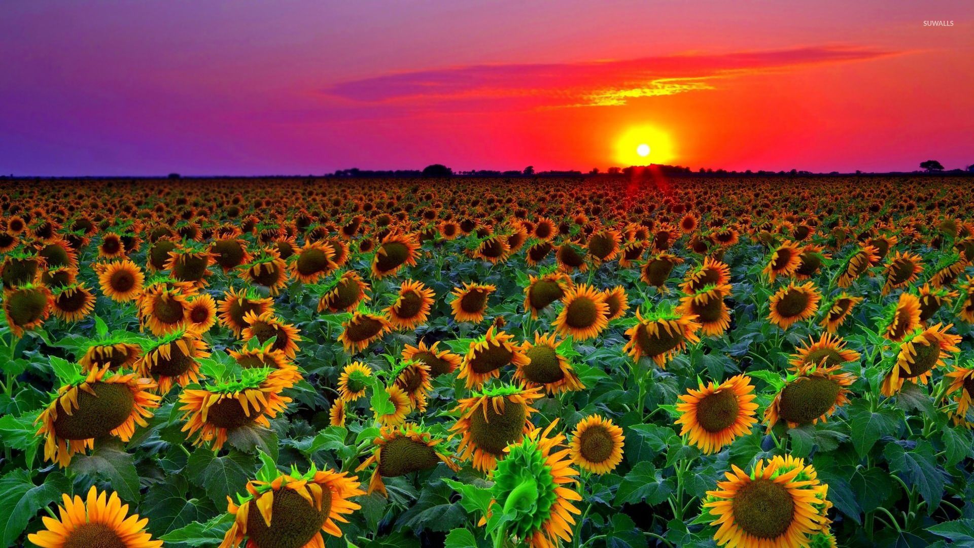 Sunflowers at sunset wallpaper wallpaper