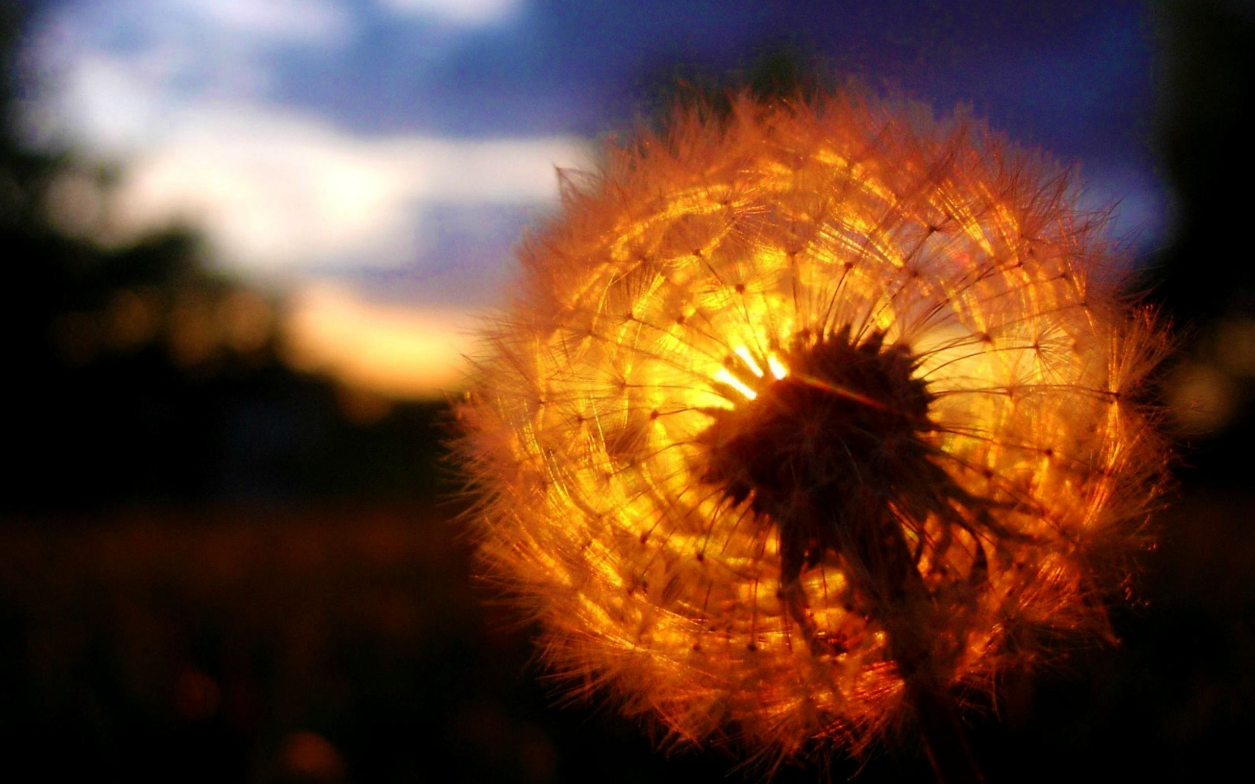 Dandelion Amazing Sunset, HD Nature, 4k Wallpaper, Image