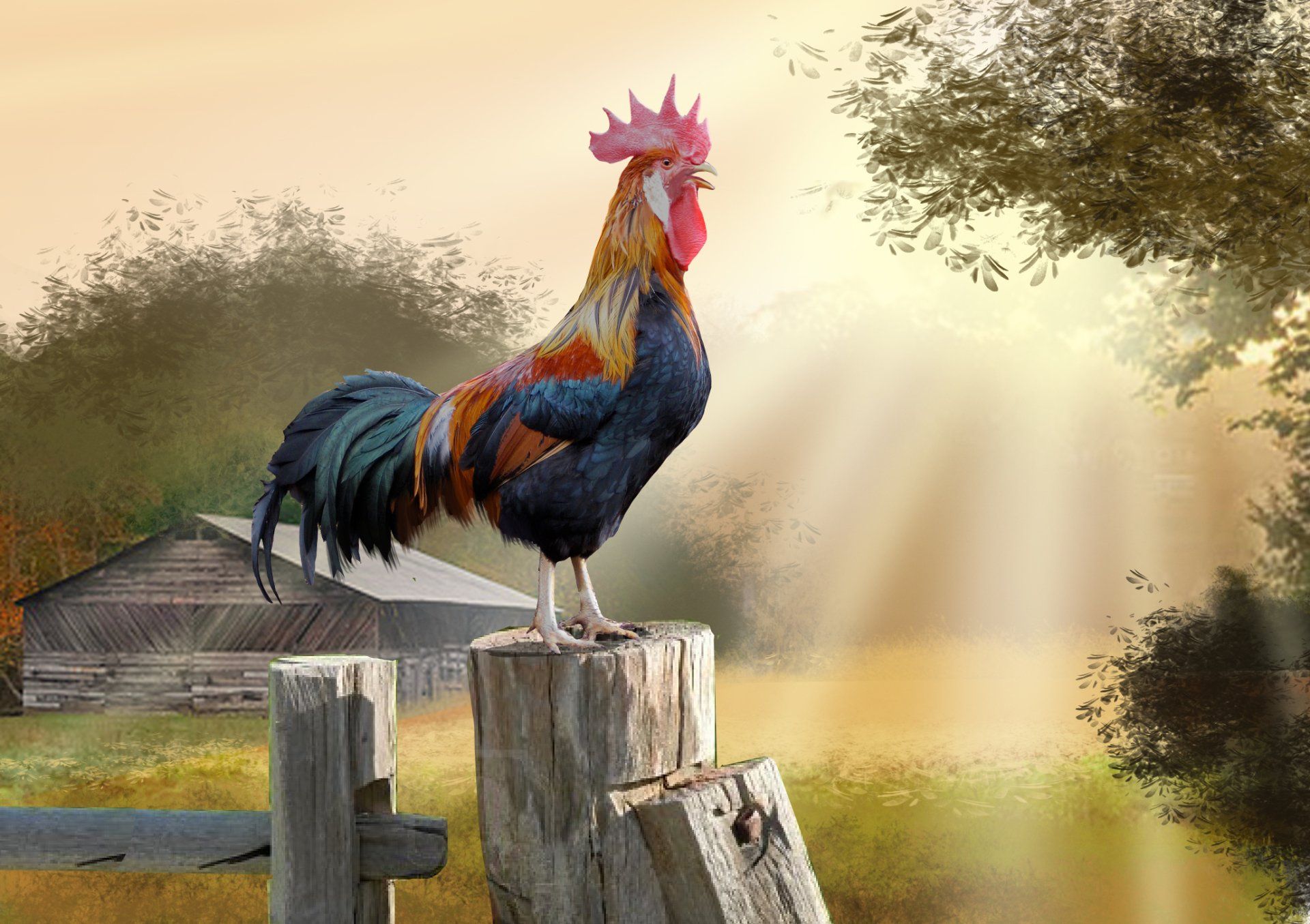 Rooster HD Wallpaper and Background Image