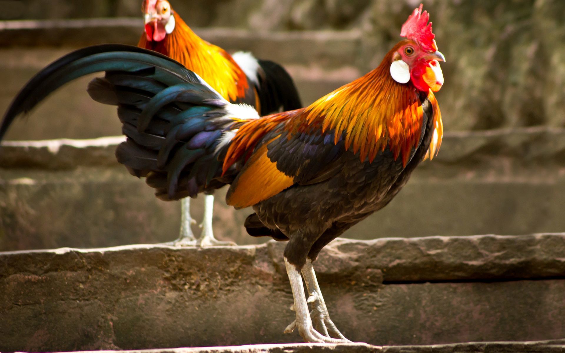 Free download Roosters wallpaper 1378482 [1920x1200]