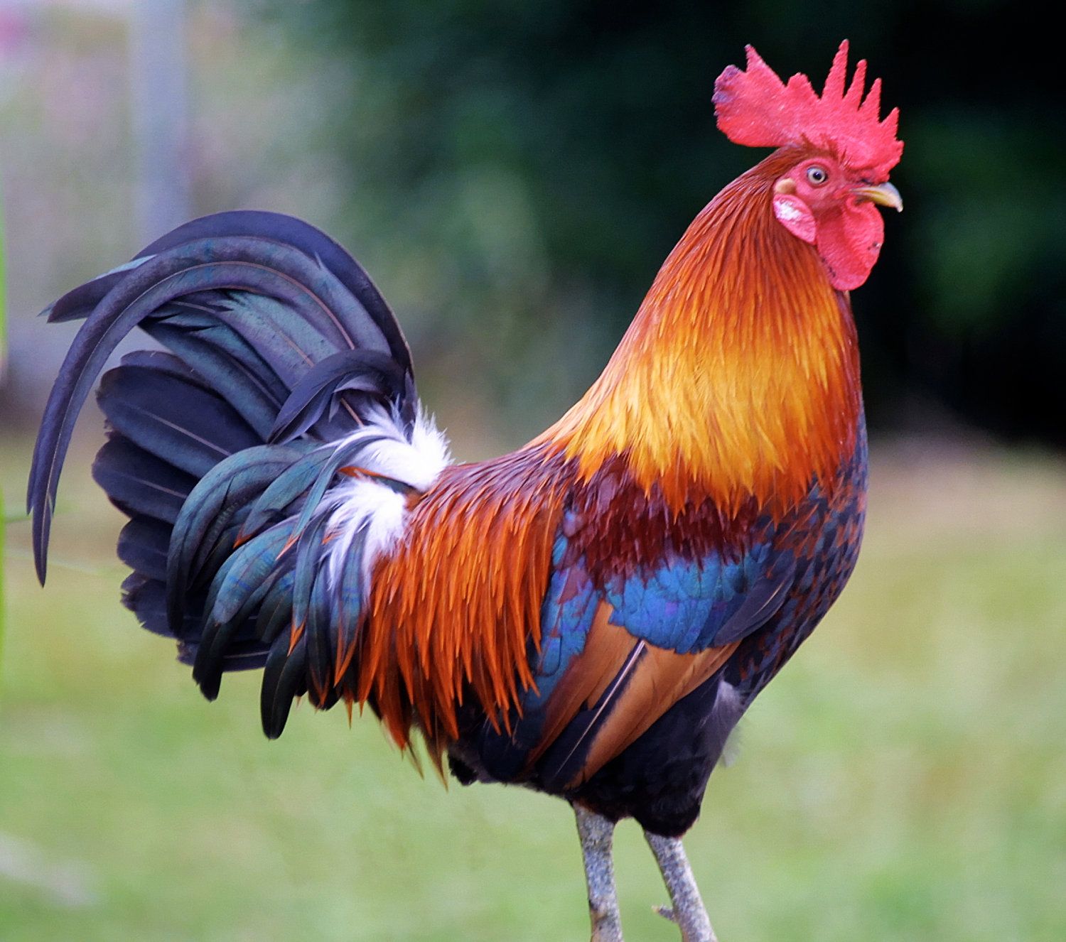822662 4K Birds Rooster Black background  Rare Gallery HD Wallpapers