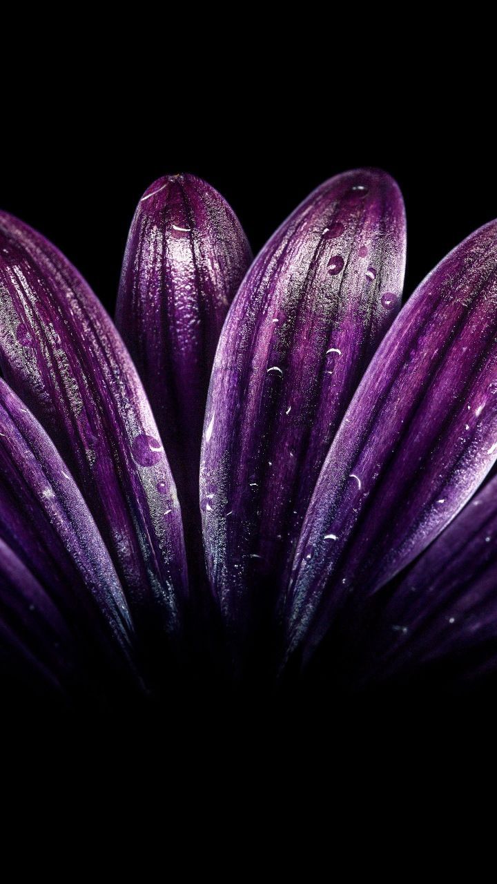 Petals, light dark purple, flower, close up, drops, 720x1280