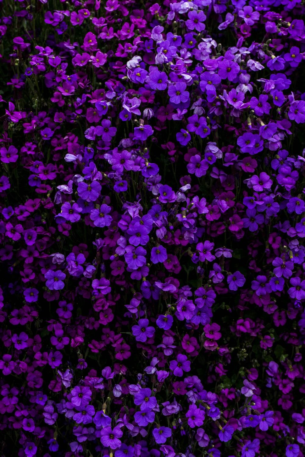 Purple Petals Picture. Download Free Image
