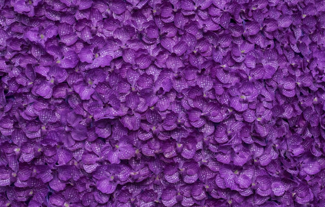 Wallpaper flowers, background, petals, purple, background, purple
