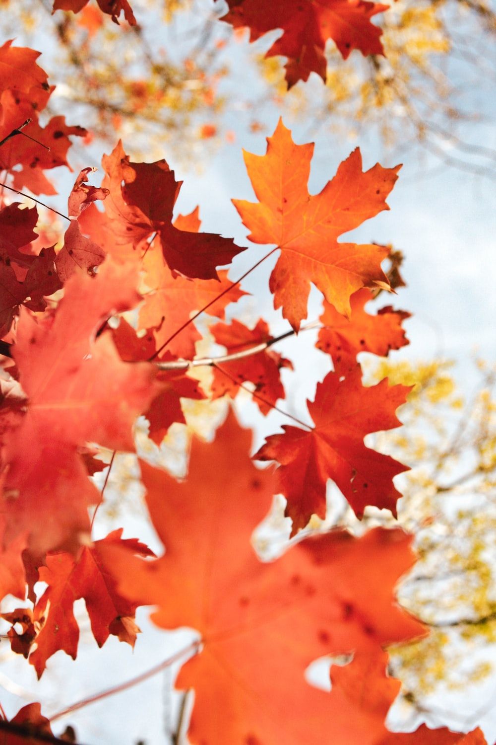 brown maple leaf photo