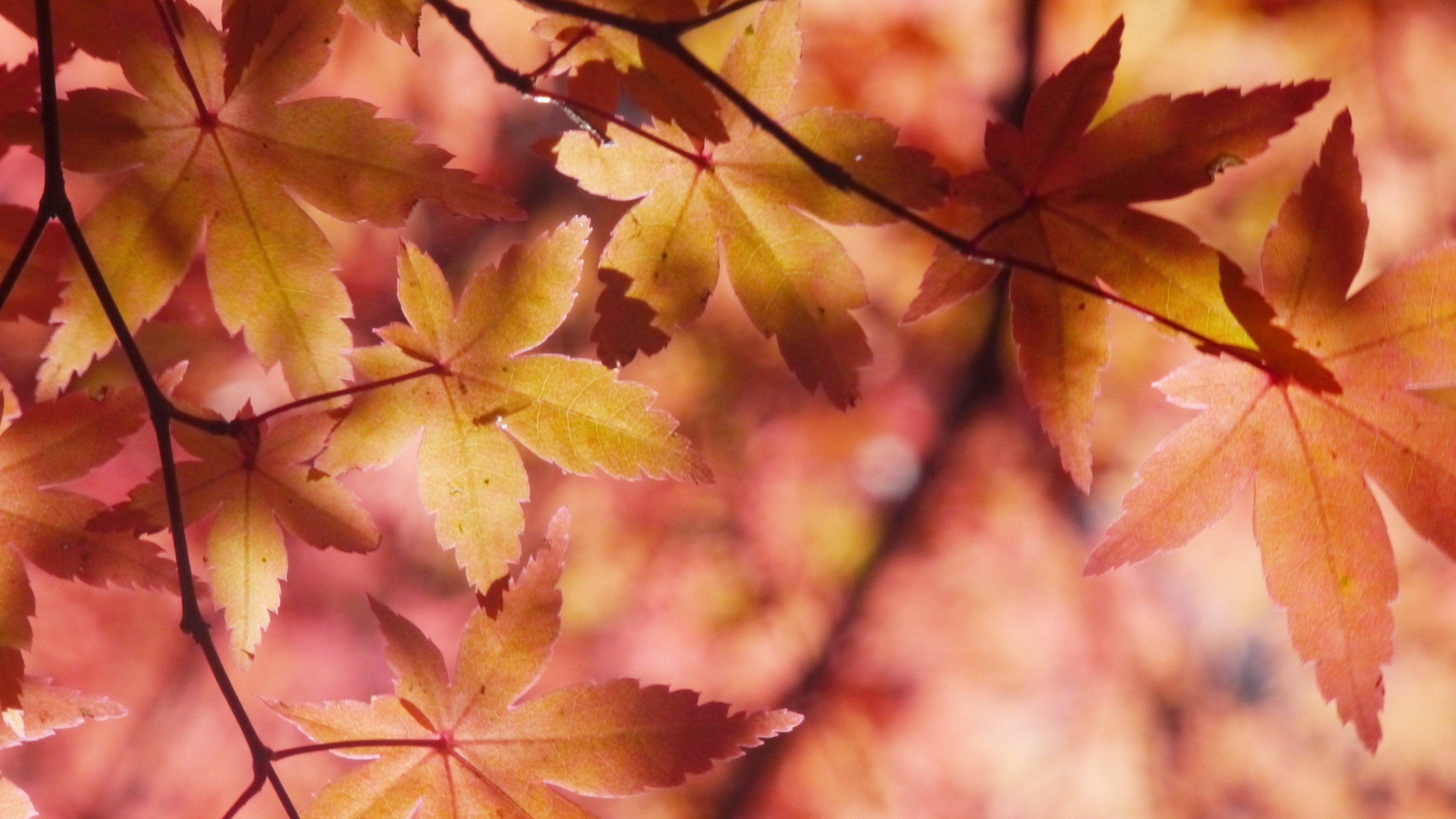 Autumn Maple Leaves Wallpaper, Android & Desktop Background