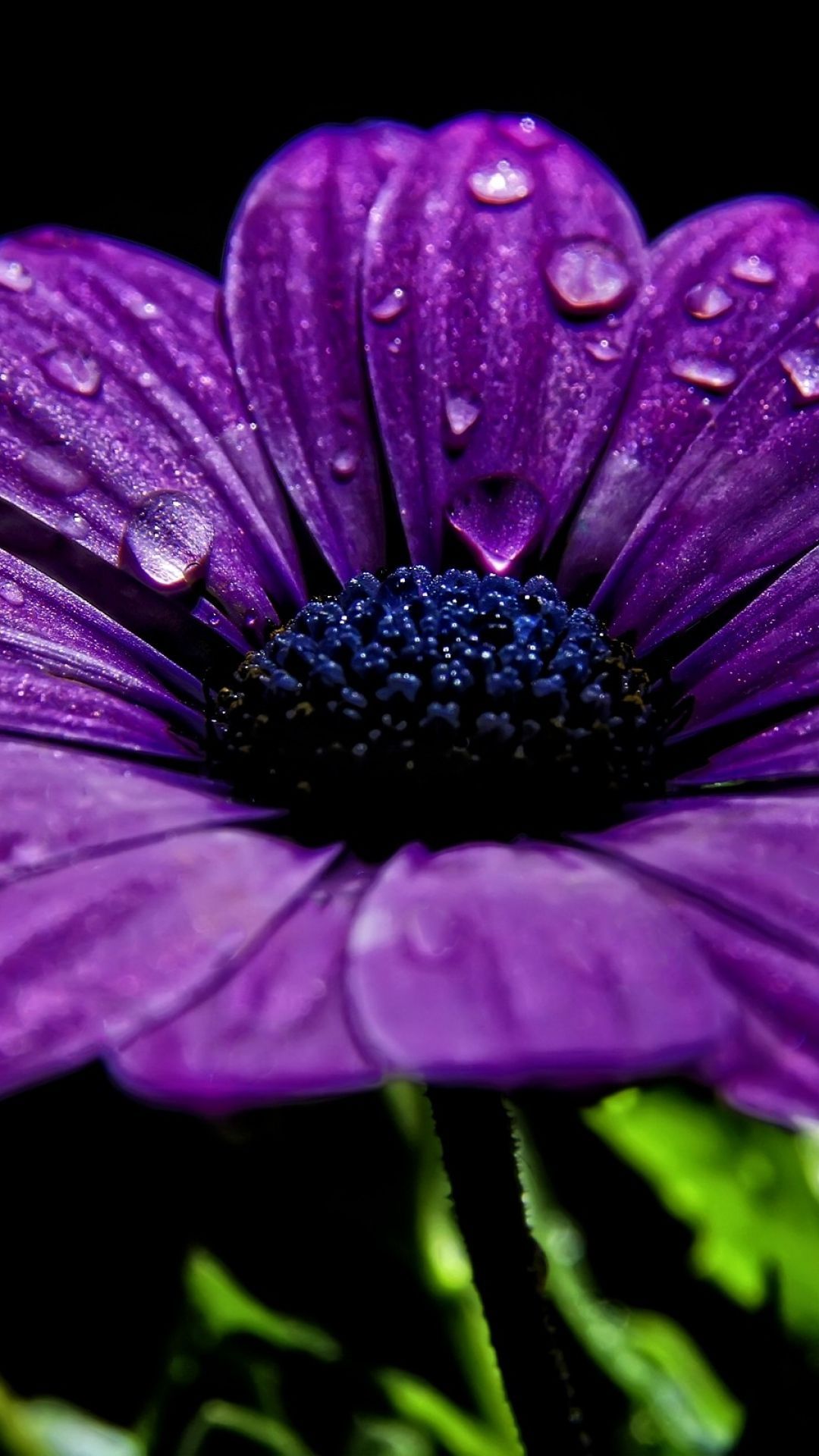 flower, drops, dark, petals. Purple flowers wallpaper, Flowers