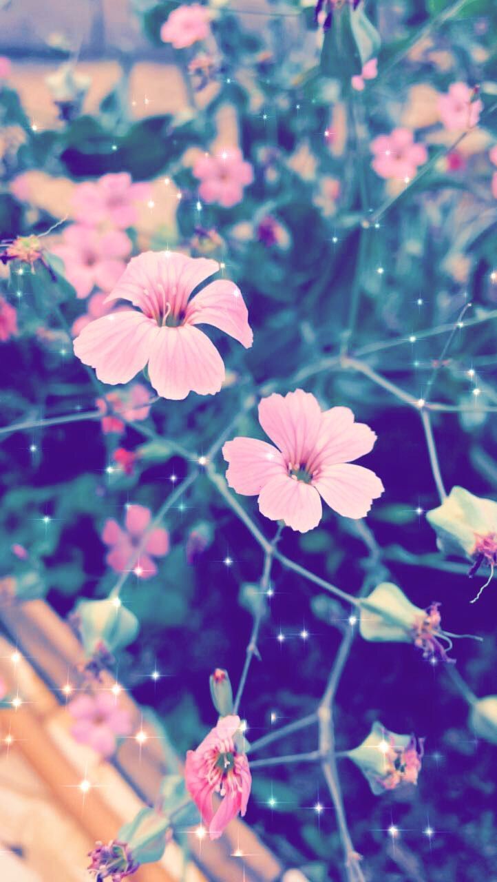 iPhone Wallpaper. Pink, Flower, Purple, Petal, Plant, Sky