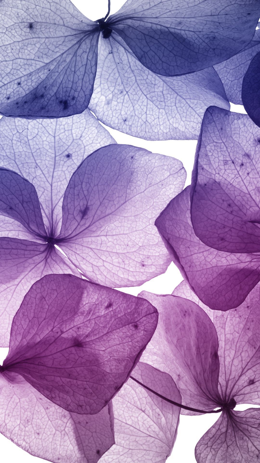 Flower wallpaper for your iPhone XR from Everpix #wallpaper