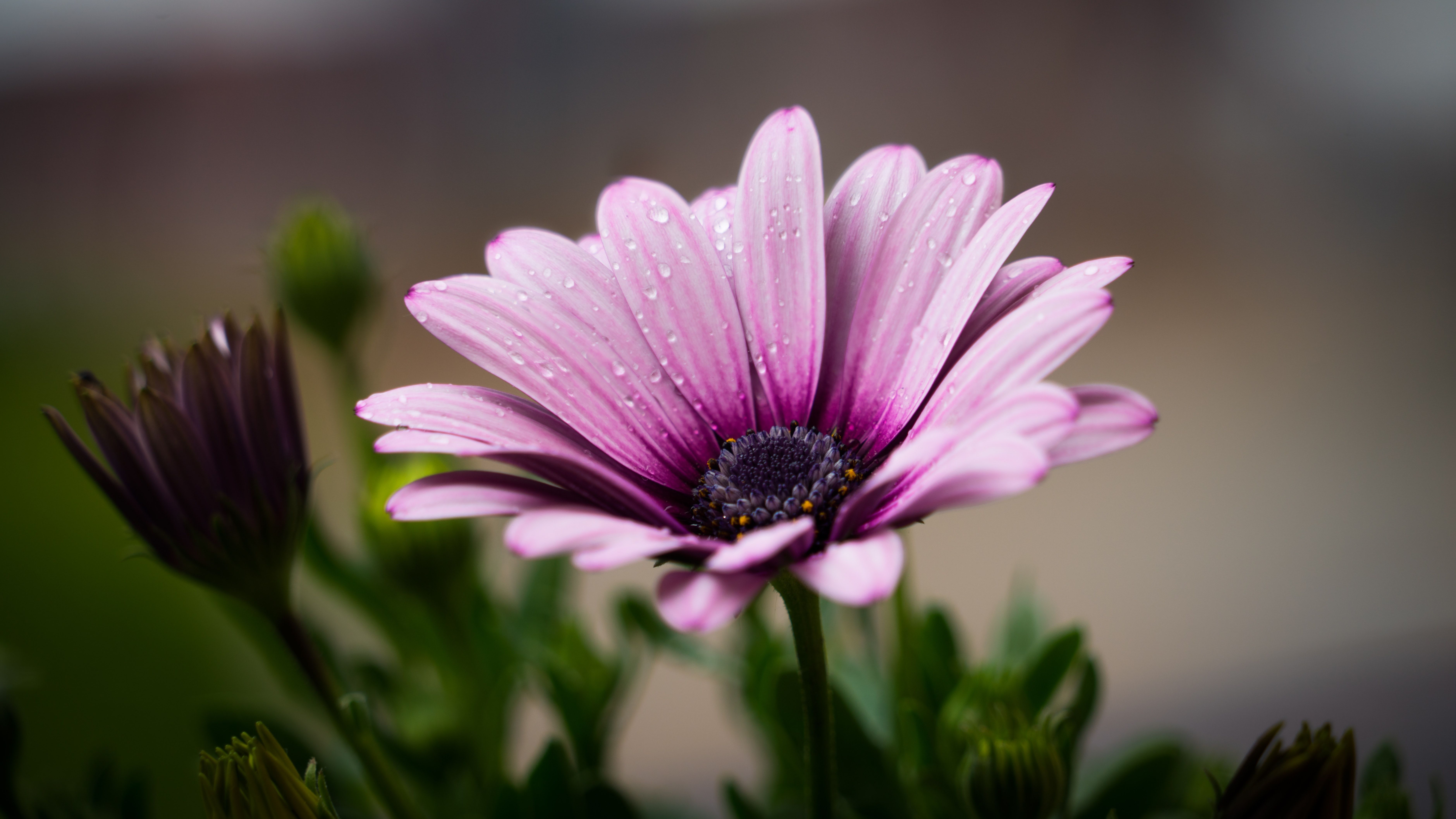 Free photo: Purple Petal Flower, Flora, Flowers