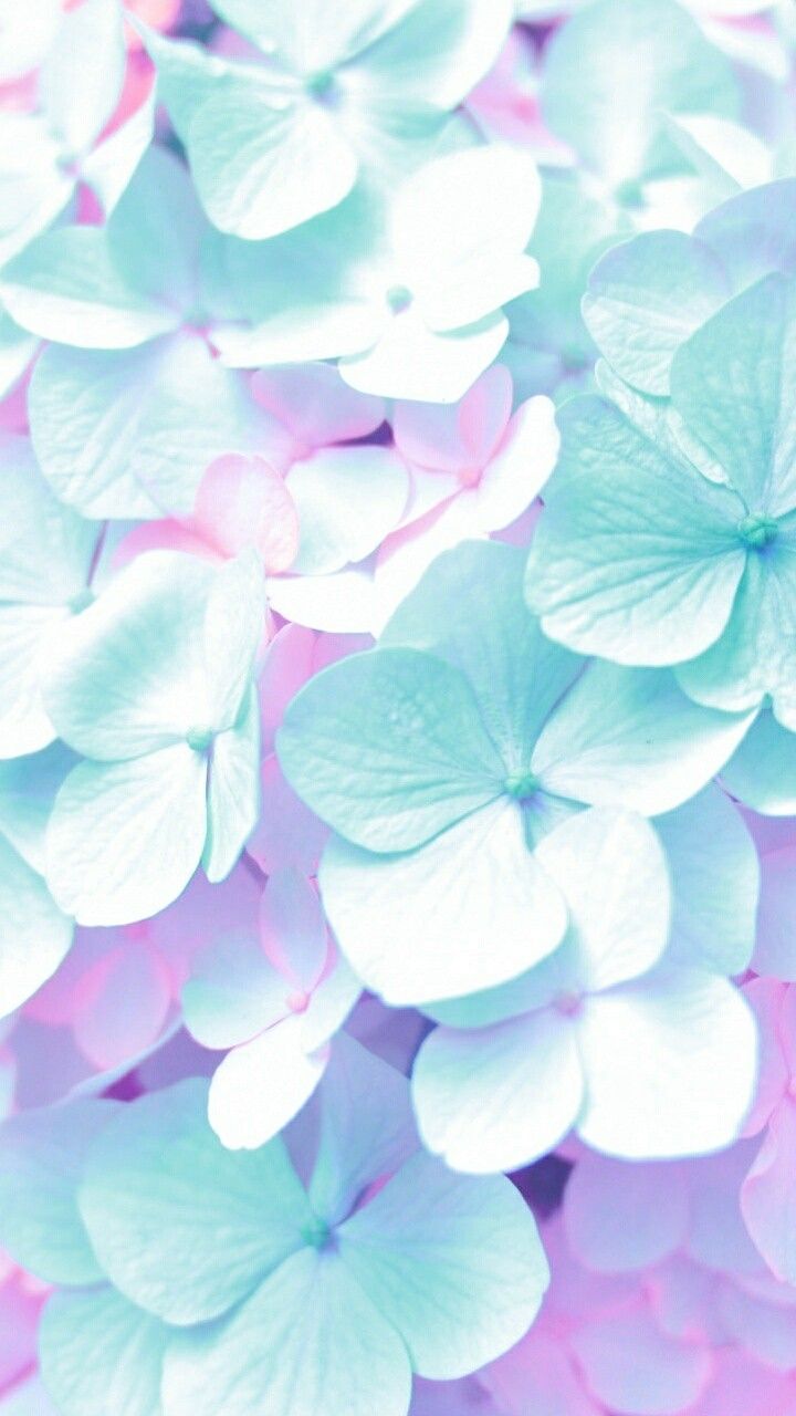 iPhone Wallpaper. Petal, Blue, Flower, Pink, Purple, Violet