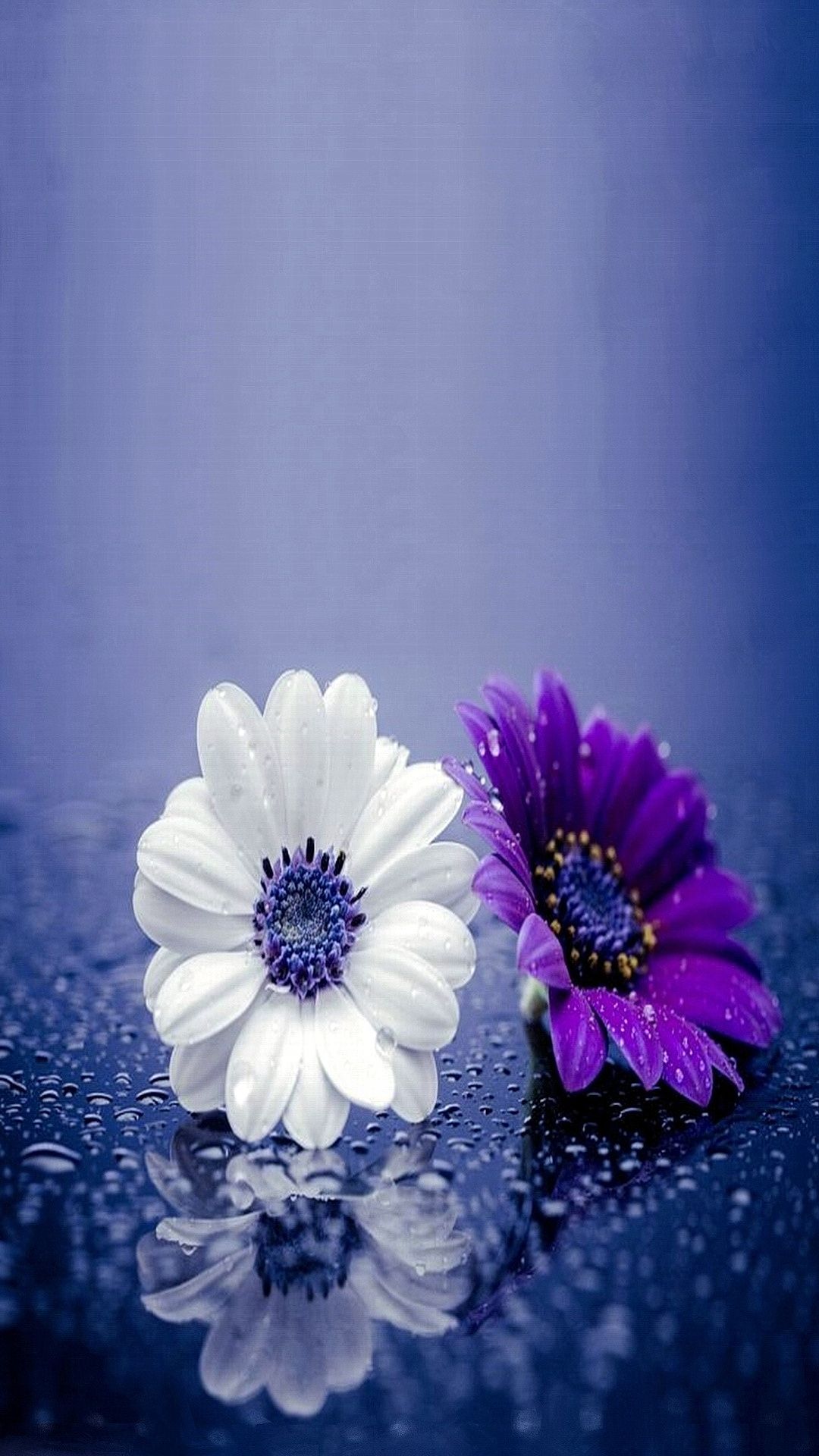 Nice flowers 1080 x 1920 Wallpaper available for free download