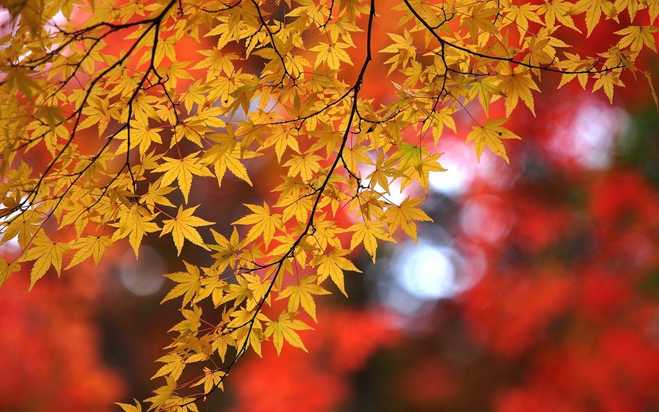 Download Nature Autumn Maple Branches Leaves Hips 2k 4k Wallpaper