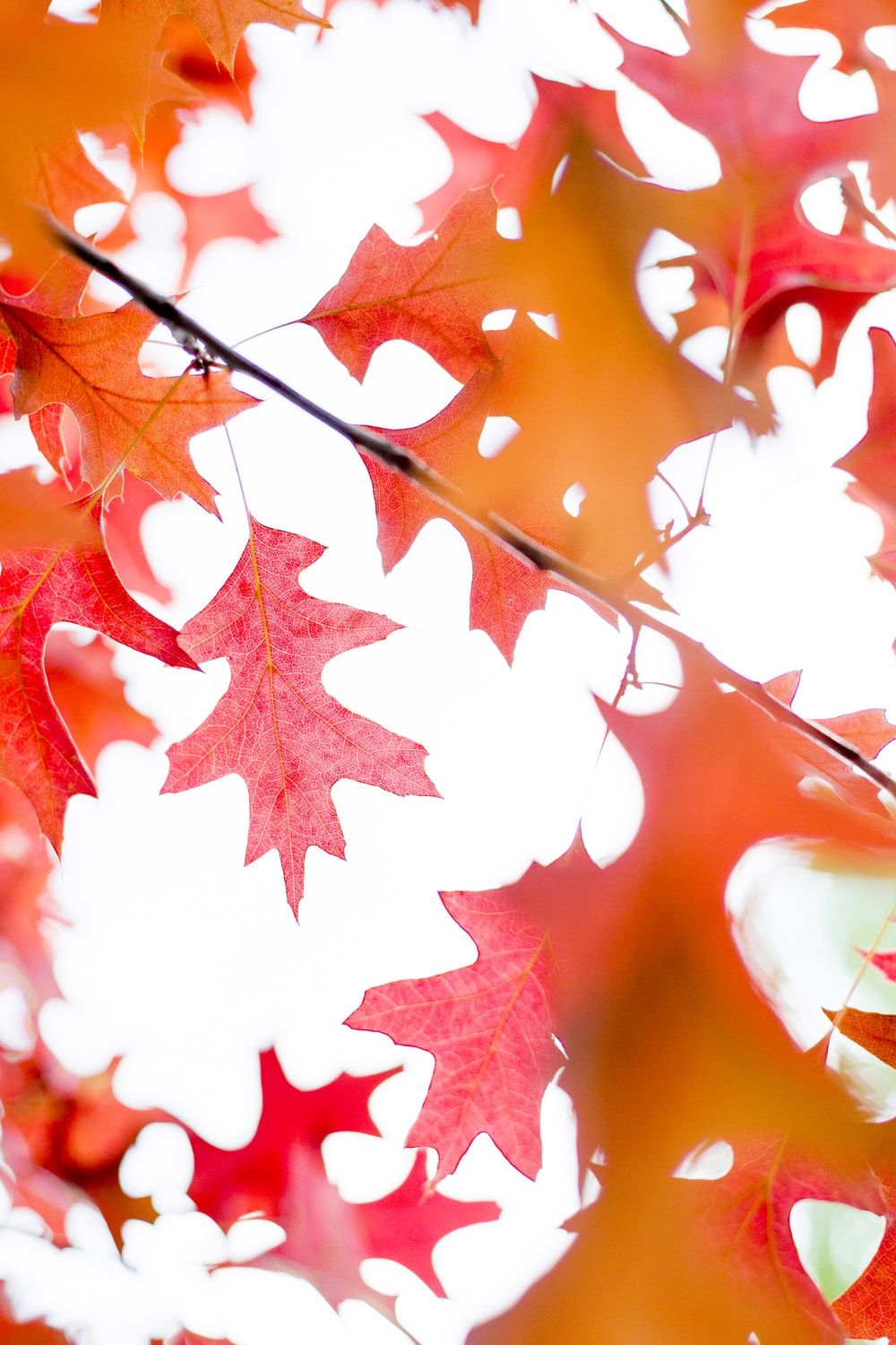 red maple leaf photo