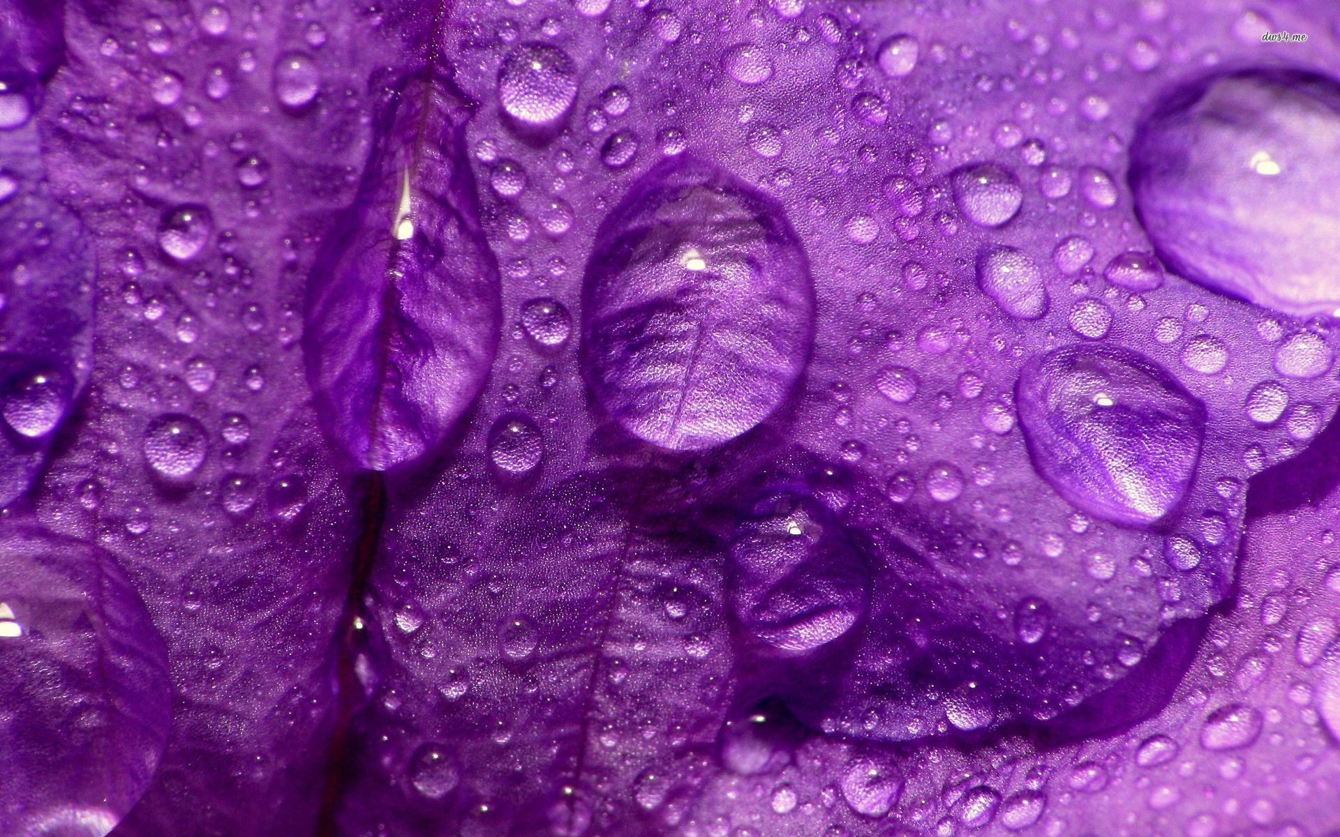 Purple Rain Wallpaper