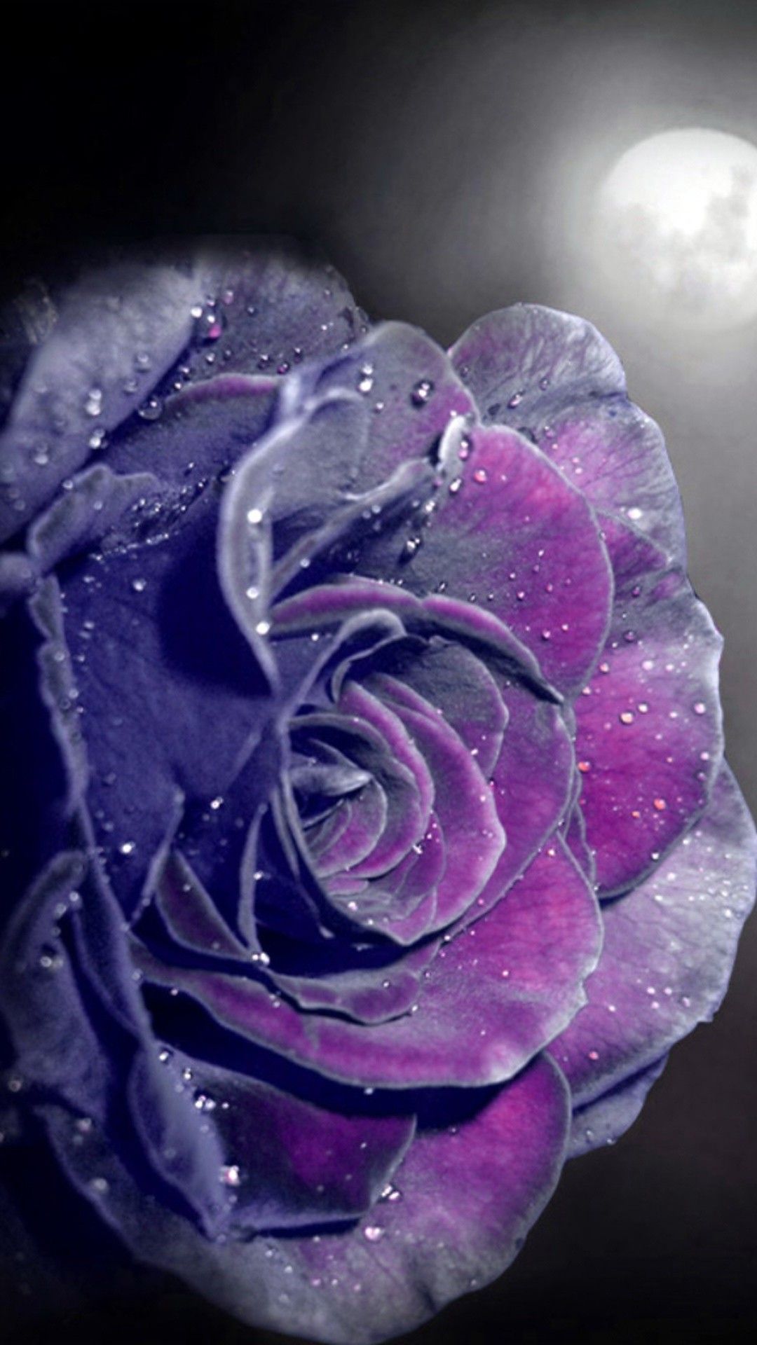 Purple Rose Wallpaper iPhone. Purple roses