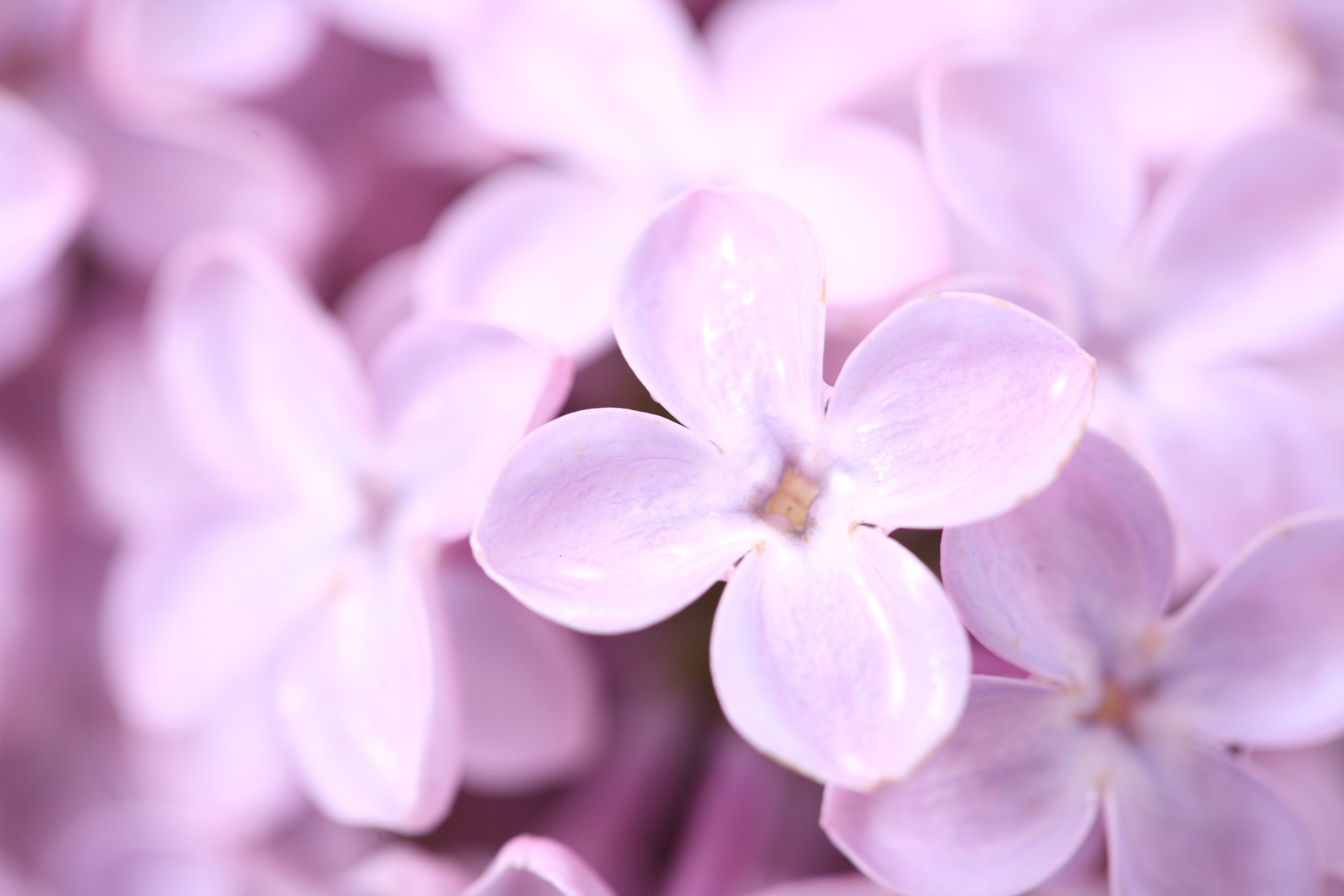 Wallpaper Syringa, lilac, flower, spring, macro, petals desktop