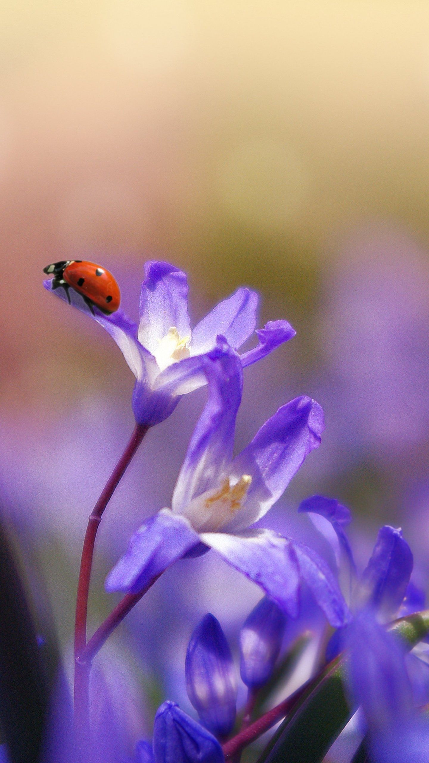 Ladybug on Purple Flower Wallpaper, Android & Desktop