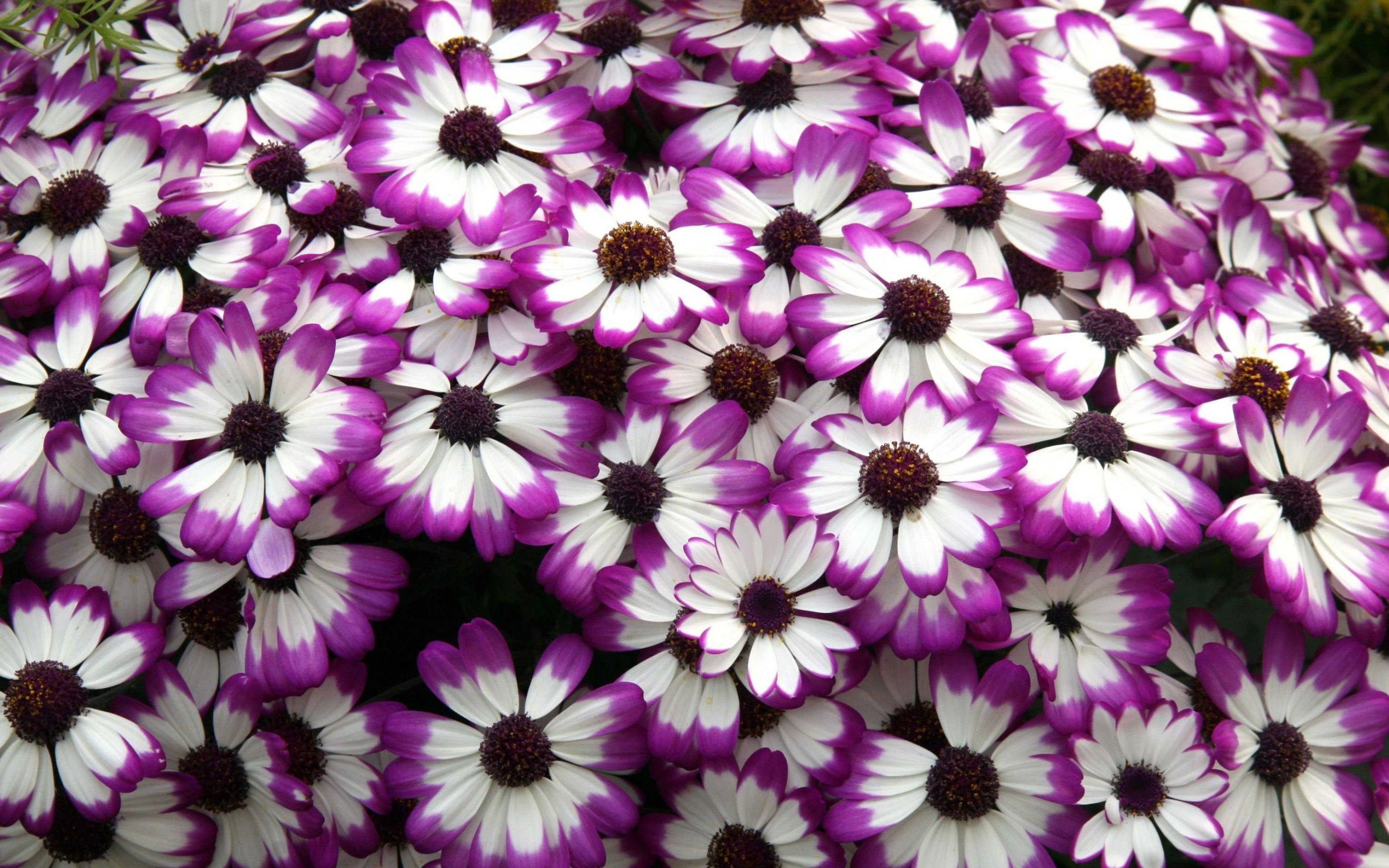 Cineraria Purple White Flower Petals Desktop Wallpaper Background