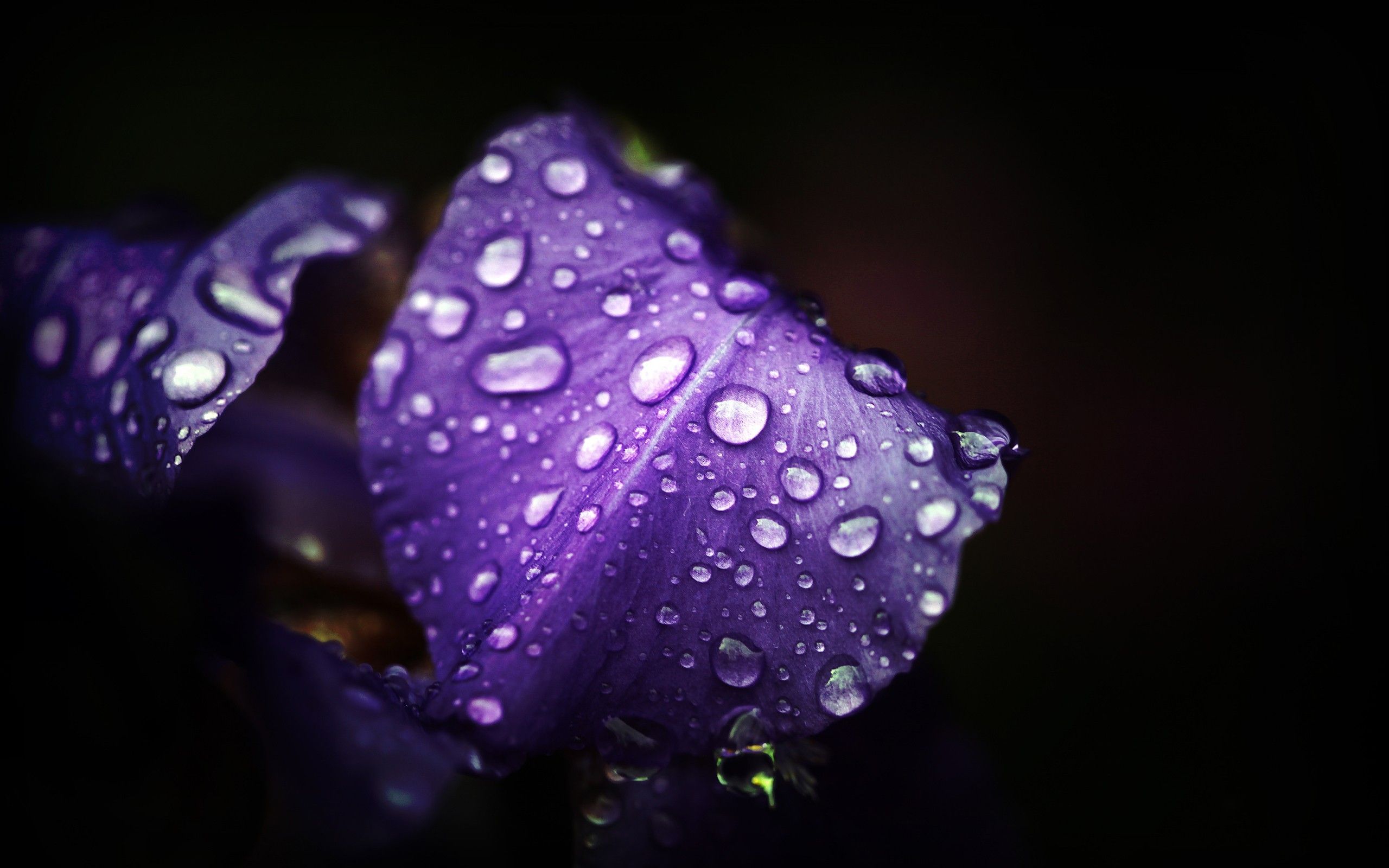 Wet purple petals on a black background wallpaper and image