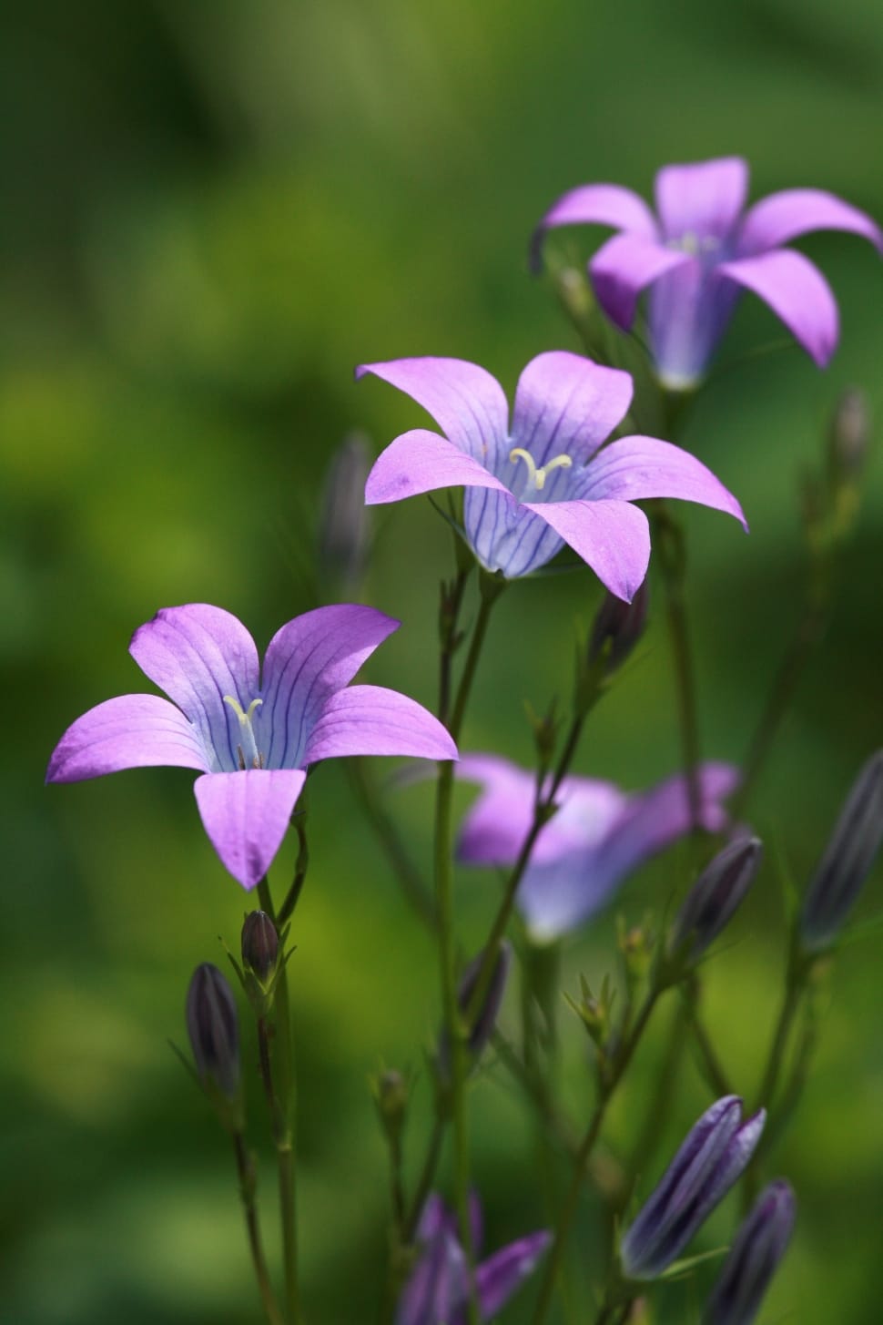 purple and gray 5 broad petal flowers free image