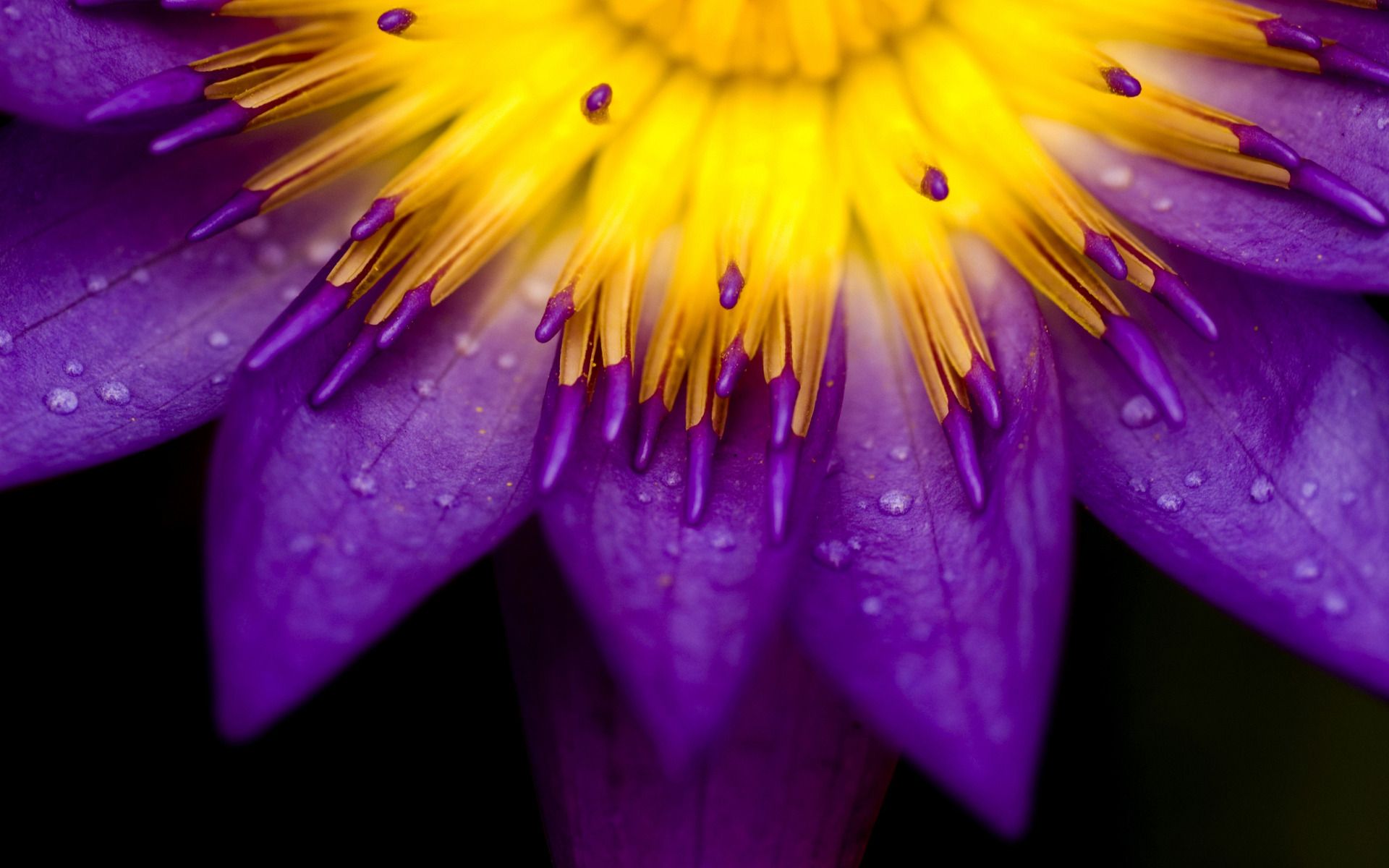 Yellow and purple petals of flower
