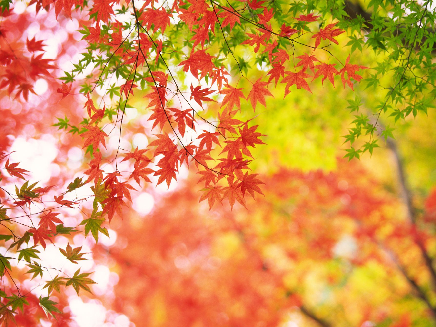Why Some Red Japanese Maples Have Green Leaves