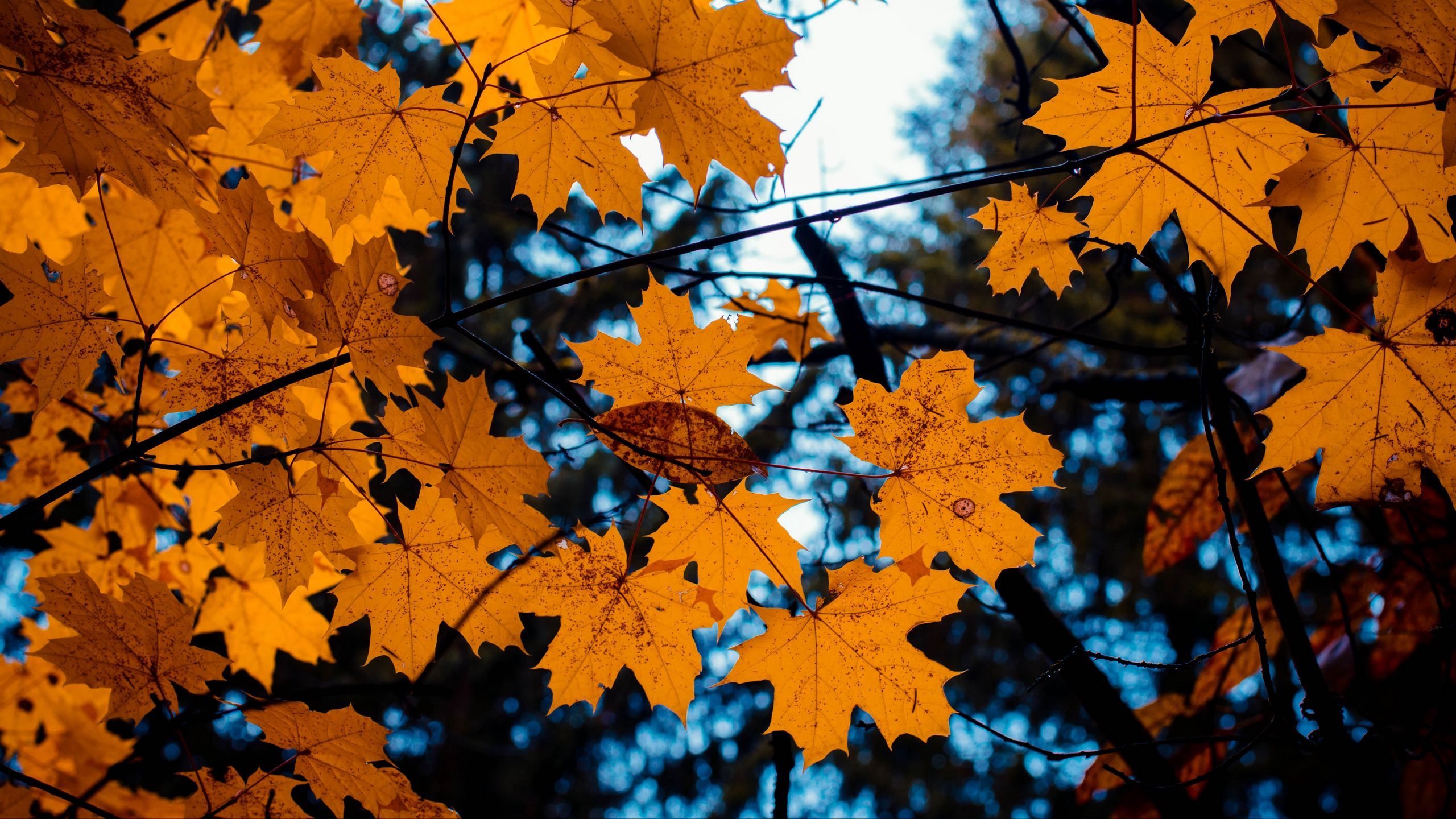 Download wallpaper 2560x1440 maple, leaves, autumn, branches