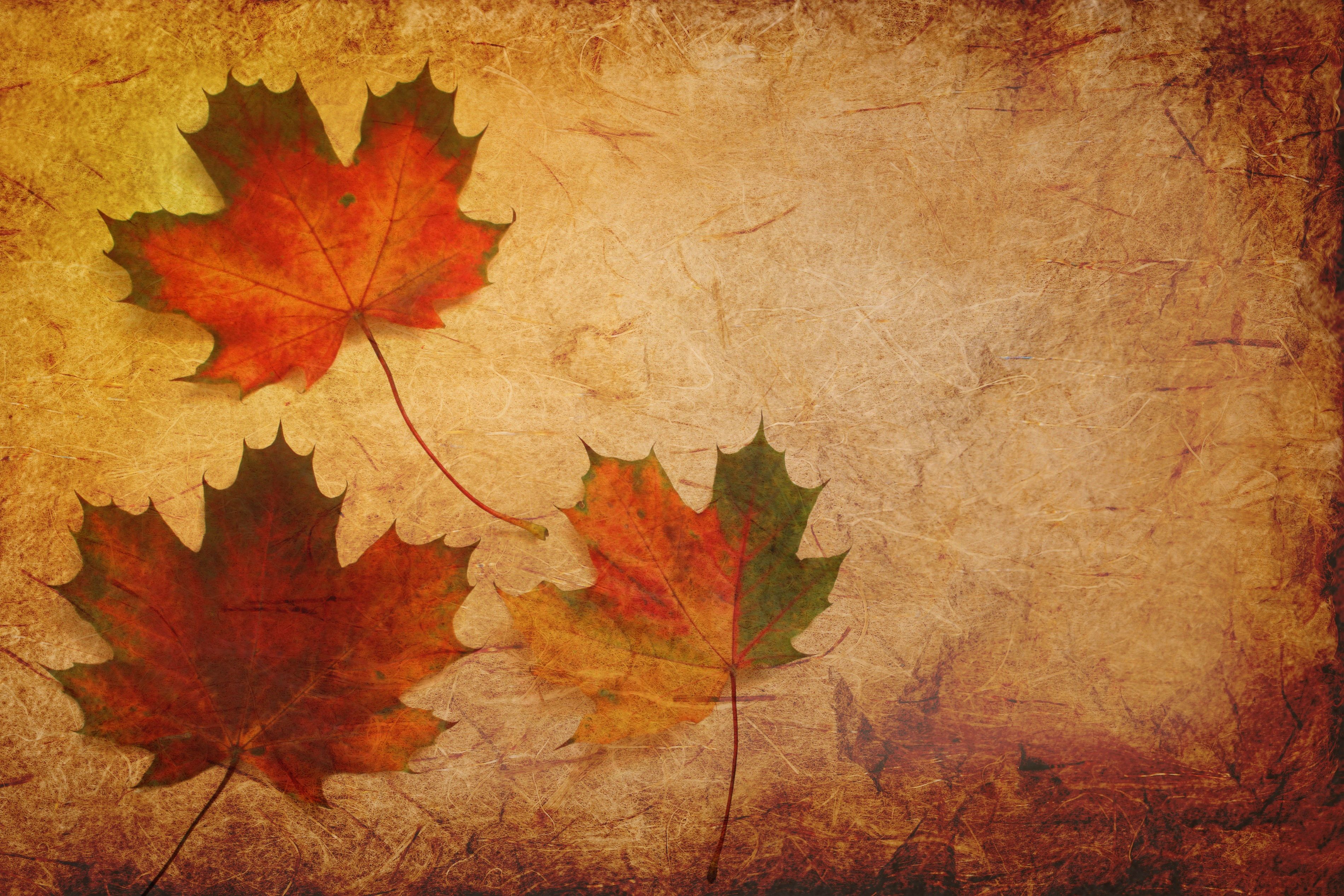 Maple Leaves Texture Background, HD Others, 4k Wallpaper, Image
