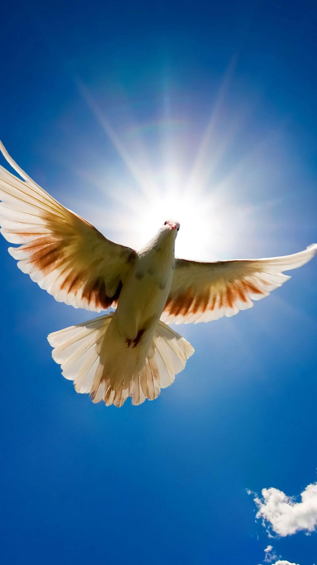 Dove Live Wallpaper for Android