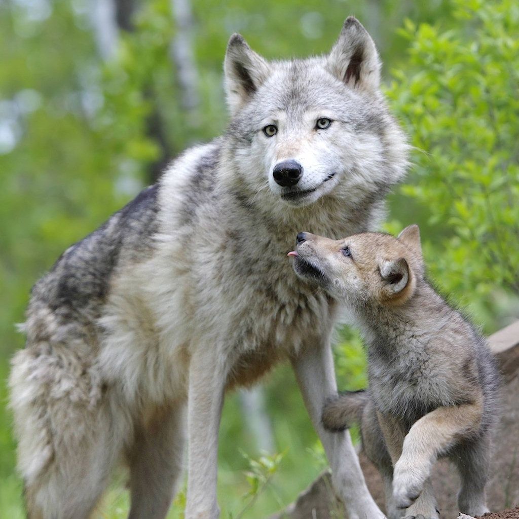 Wolf Pups Wallpapers - Wallpaper Cave