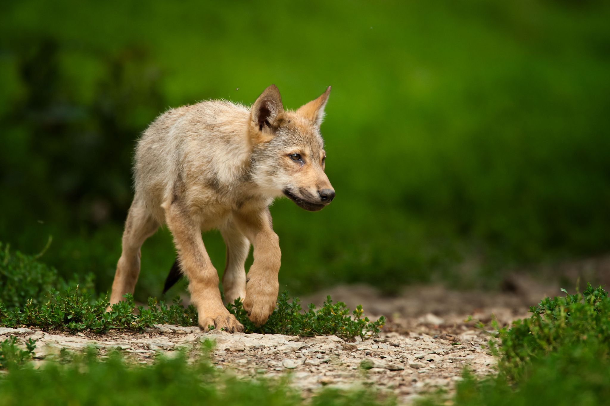 Cute Baby Pup Wolf Wallpaper & Background Download