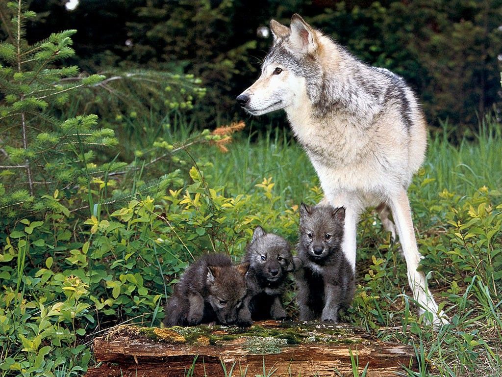 Wolf Puppy Wallpapers.