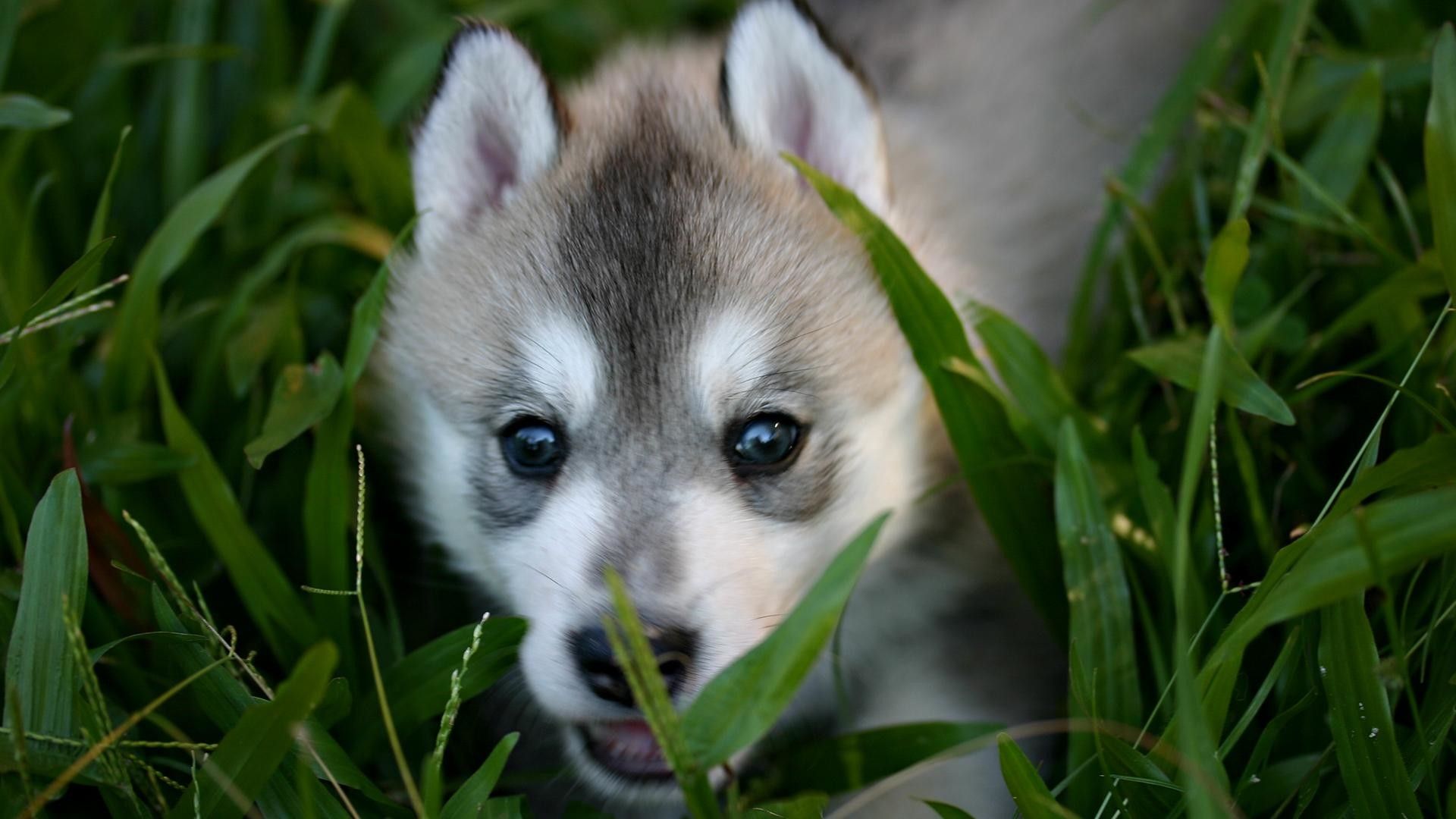 Baby Wolf Wallpaper Free Baby Wolf Background