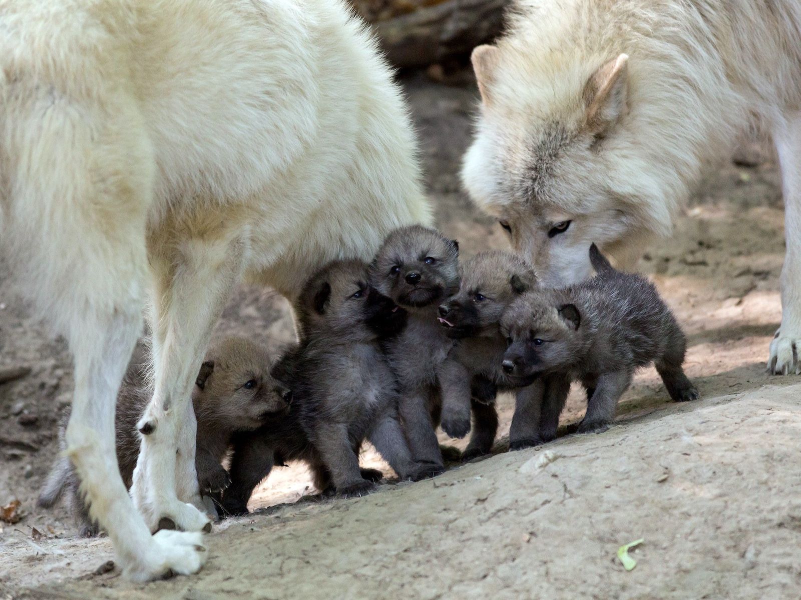 Download wallpaper 1600x1200 wolves, puppies, cubs, care standard