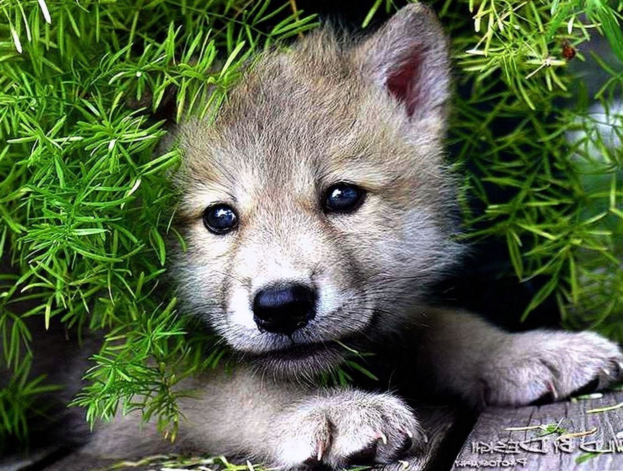 Wolf Pups Wallpapers - Wallpaper Cave