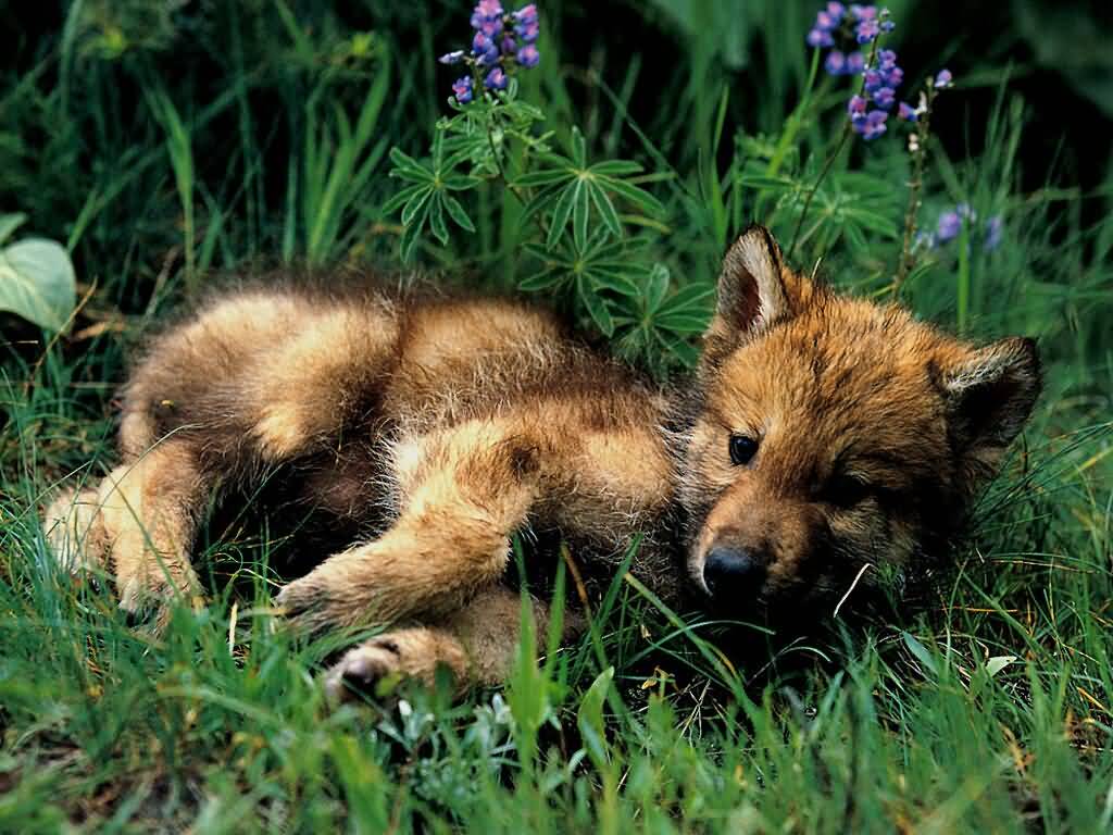 Free download Cute Baby Wolf Picture Wallpaper HD Base 1024x768