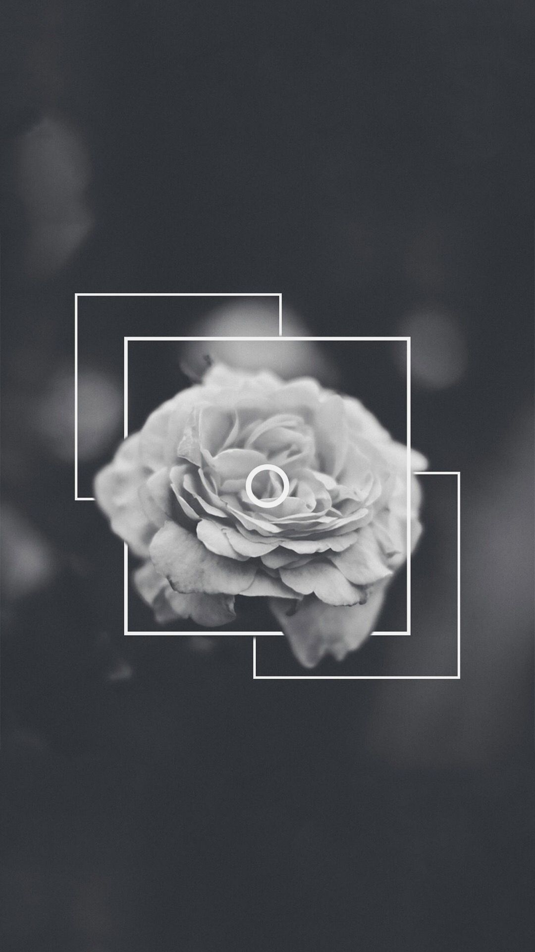 Featured image of post Aesthetic Black Rose Wallpaper 4K