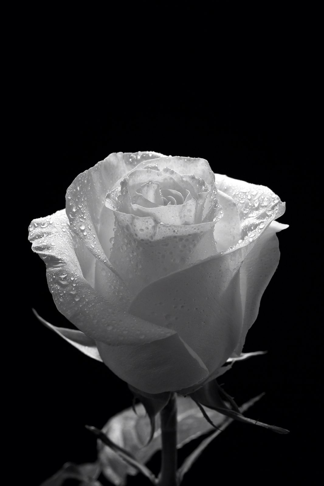 Wet Rose. White roses wallpaper, Black and white painting, Black