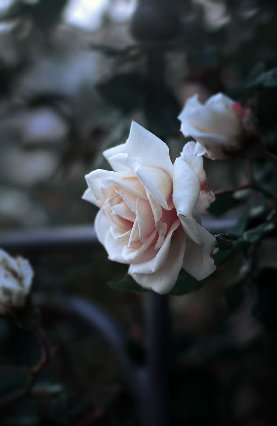 Aesthetic Rose Wallpaper White