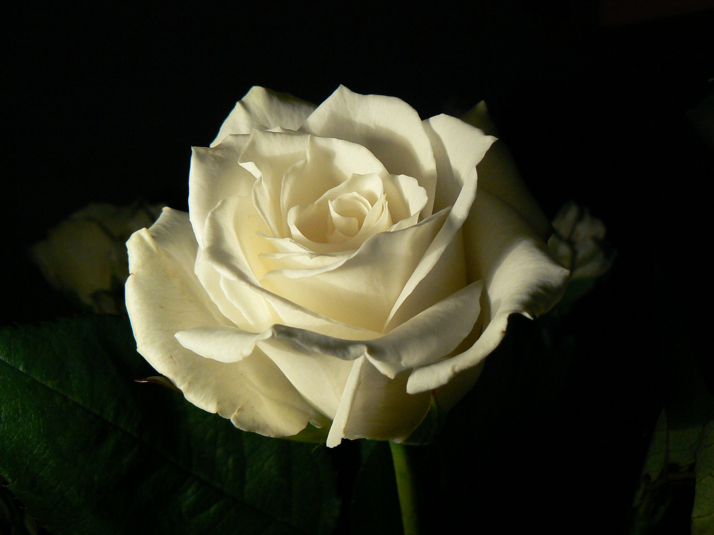 Black and White Rose, iPhone, Desktop HD