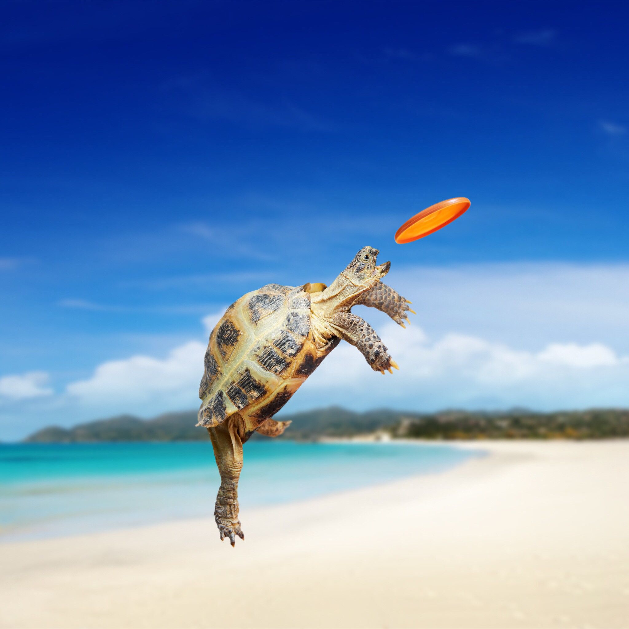 Baby Sea Turtle Wallpaper Free Baby Sea Turtle Background
