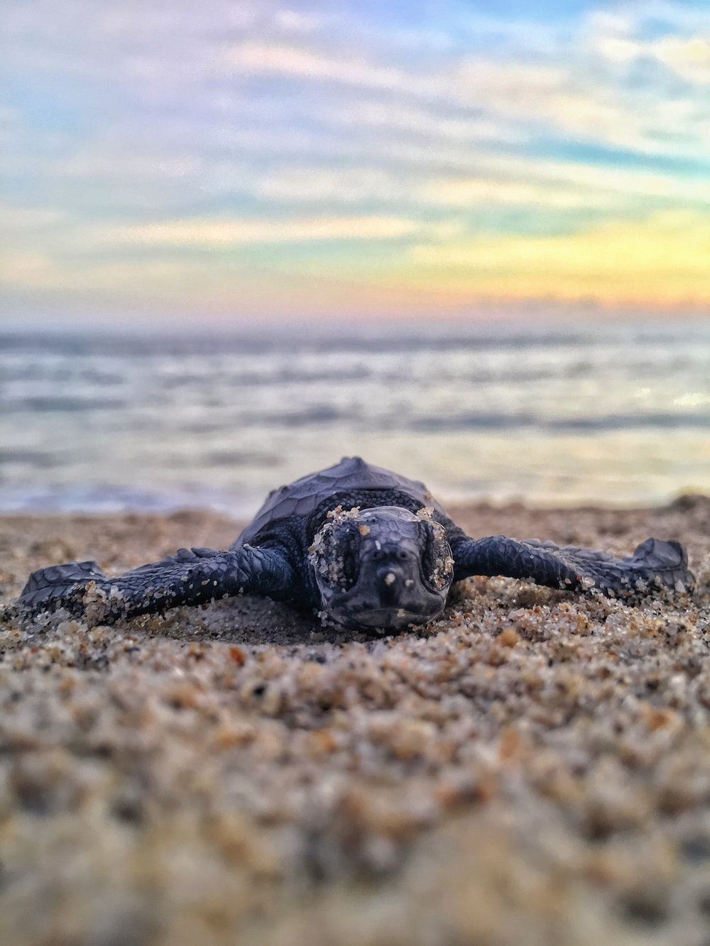 selective focus photography of young turtle on sand photo