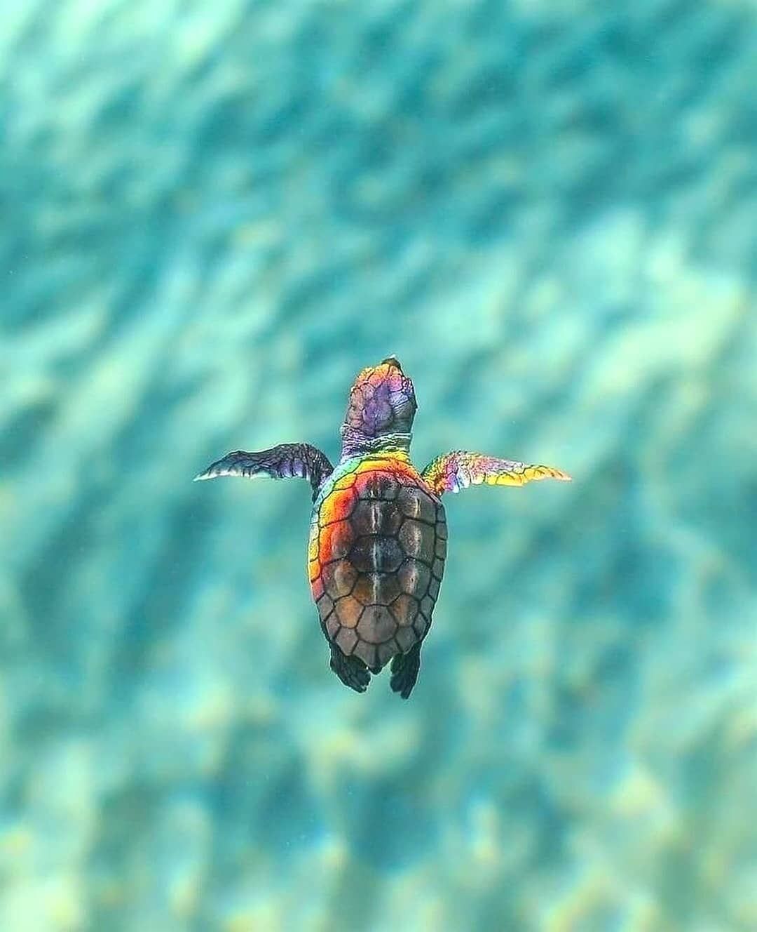 We_look_at_the_world on Instagram: “Magical sea turtles