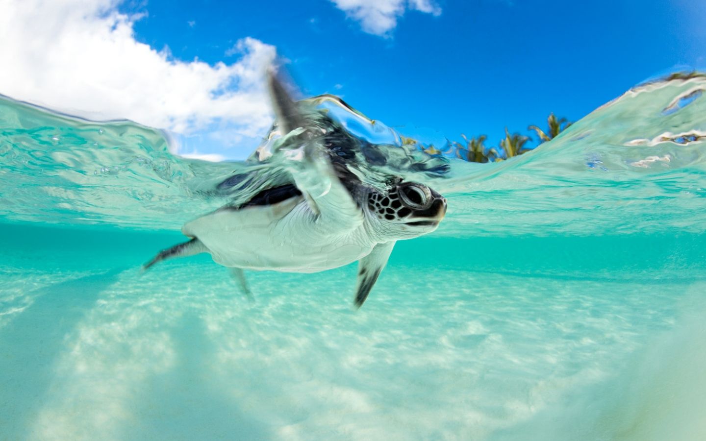 Free download Endangered Baby Green Sea Turtle Underwater